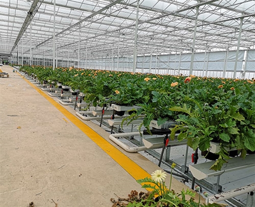鮮切花卉類栽培槽種植系統(tǒng)