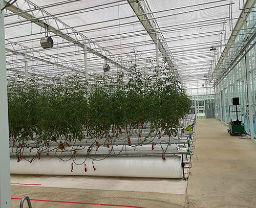 植物根部通風(fēng)循環(huán)系統(tǒng)