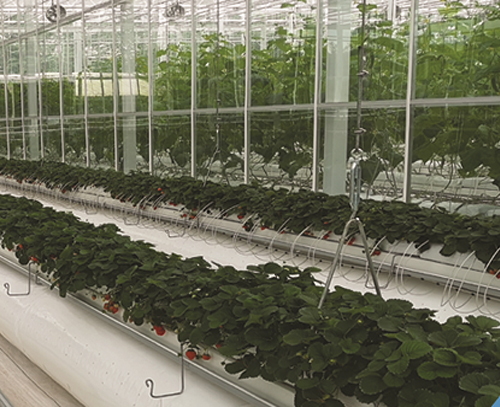 植物根部通風(fēng)循環(huán)系統(tǒng)