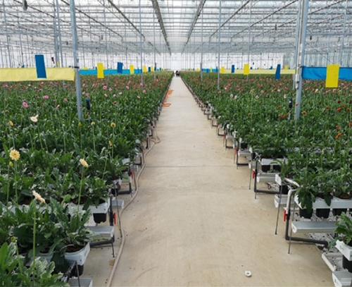 鮮切花卉類栽培槽種植系統(tǒng)